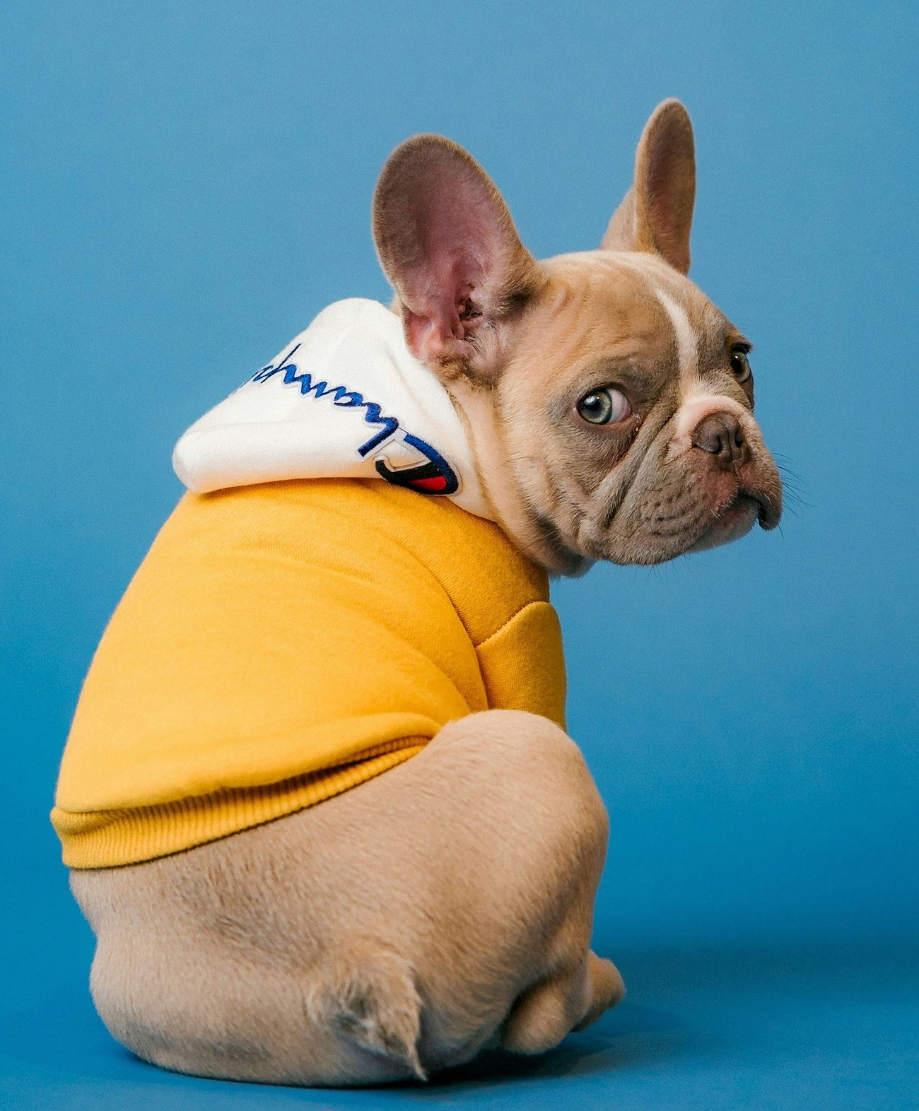 French bulldog ready for daily mission